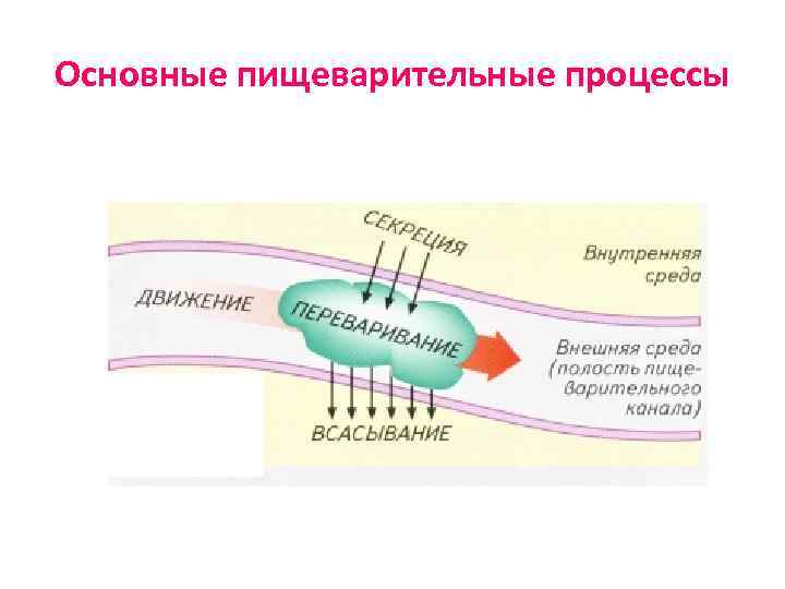 Основные пищеварительные процессы 