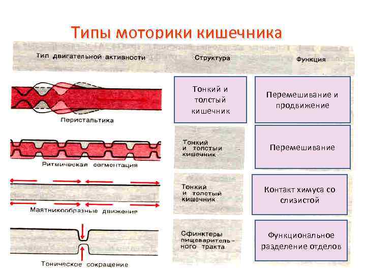 Типы моторики кишечника Тонкий и толстый кишечник Перемешивание и продвижение Перемешивание Контакт химуса со