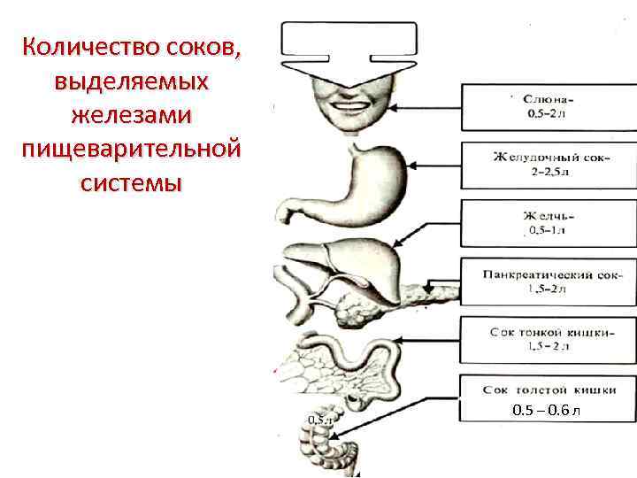 Количество соков, выделяемых железами пищеварительной системы 0. 5 – 0. 6 л 