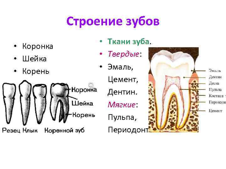 Какое внутреннее строение зуба