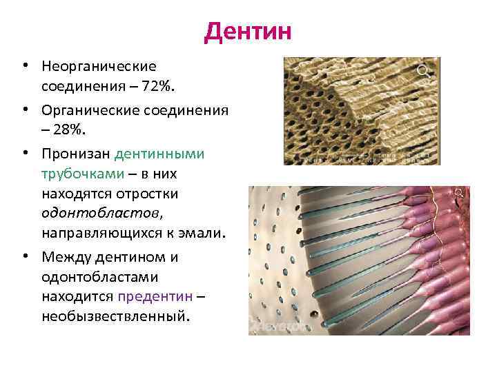 Дентин • Неорганические соединения – 72%. • Органические соединения – 28%. • Пронизан дентинными