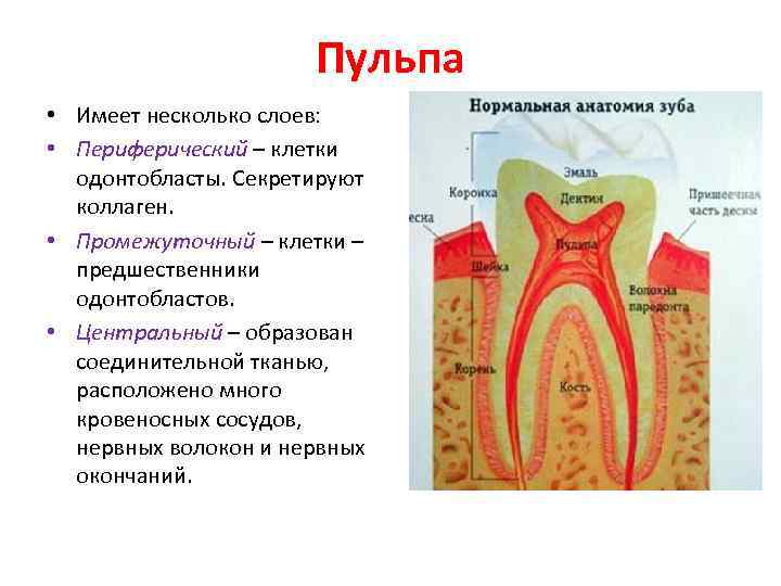 Пульпа • Имеет несколько слоев: • Периферический – клетки одонтобласты. Секретируют коллаген. • Промежуточный