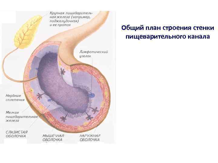 Общий план строения стенки пищеварительного канала 