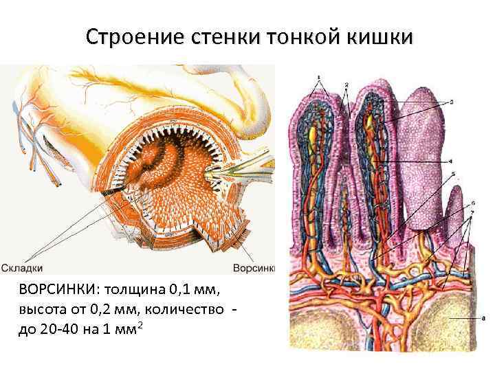 Строение стенки тонкой кишки ВОРСИНКИ: толщина 0, 1 мм, высота от 0, 2 мм,