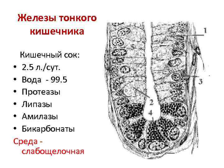 Железы тонкого кишечника Кишечный сок: • 2. 5 л. /сут. • Вода - 99.