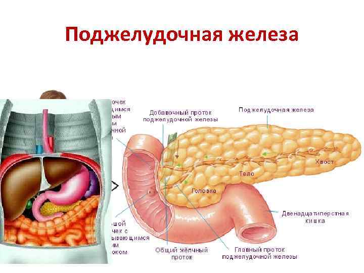 Поджелудочная железа 