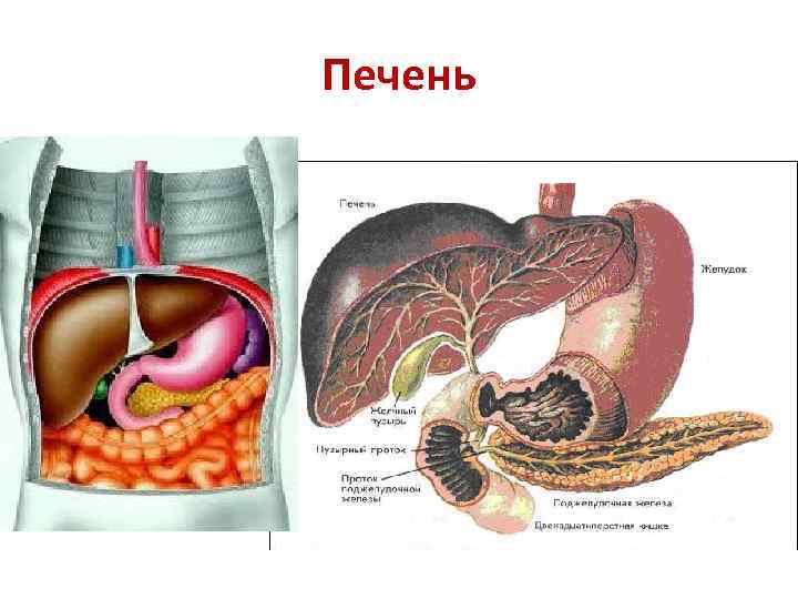 Печень 