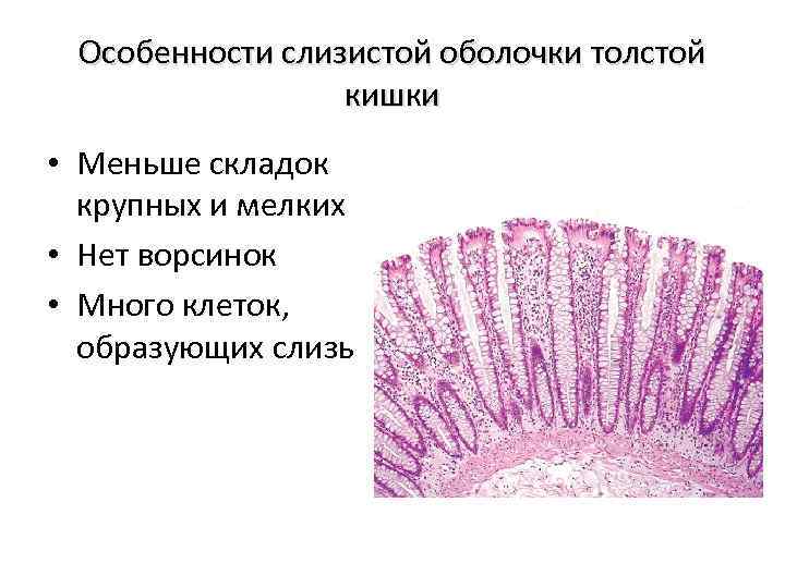 Особенности слизистой оболочки толстой кишки • Меньше складок крупных и мелких • Нет ворсинок