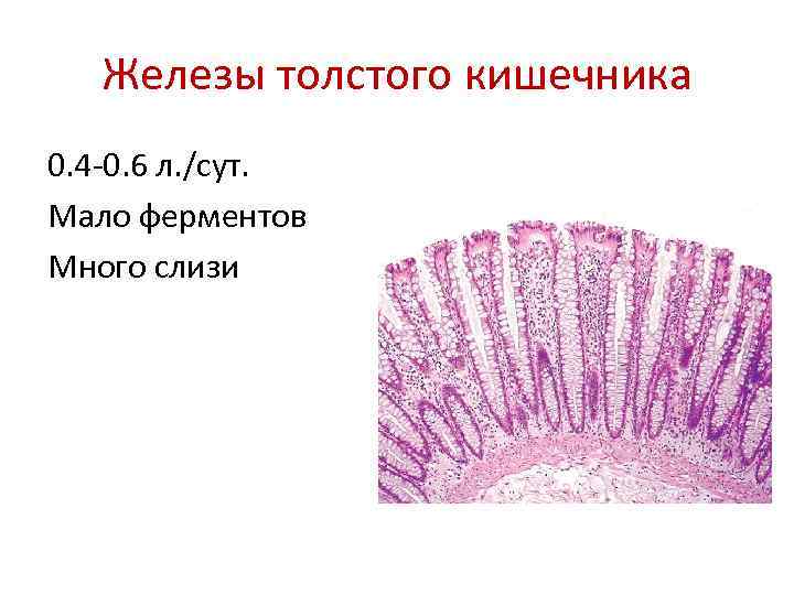 Железы толстого кишечника 0. 4 -0. 6 л. /сут. Мало ферментов Много слизи 