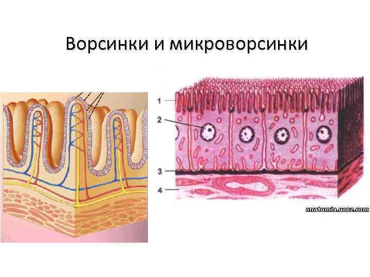 Ворсинки и микроворсинки 