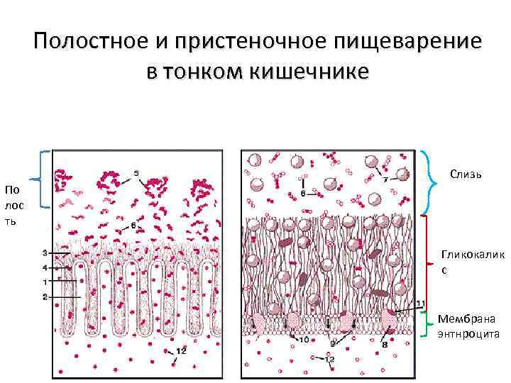 Полостное и пристеночное пищеварение в тонком кишечнике Слизь По лос ть Гликокалик с Мембрана