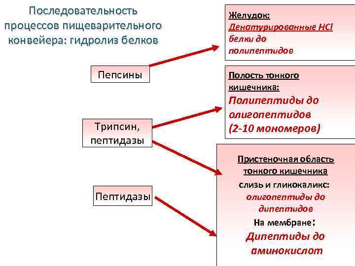 Последовательность процессов пищеварительного конвейера: гидролиз белков Пепсины Трипсин, пептидазы Пептидазы Желудок: Денатурированные НCl белки