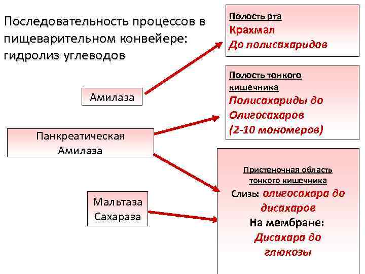 Последовательность процессов в пищеварительном конвейере: гидролиз углеводов Амилаза Панкреатическая Амилаза Полость рта Крахмал До