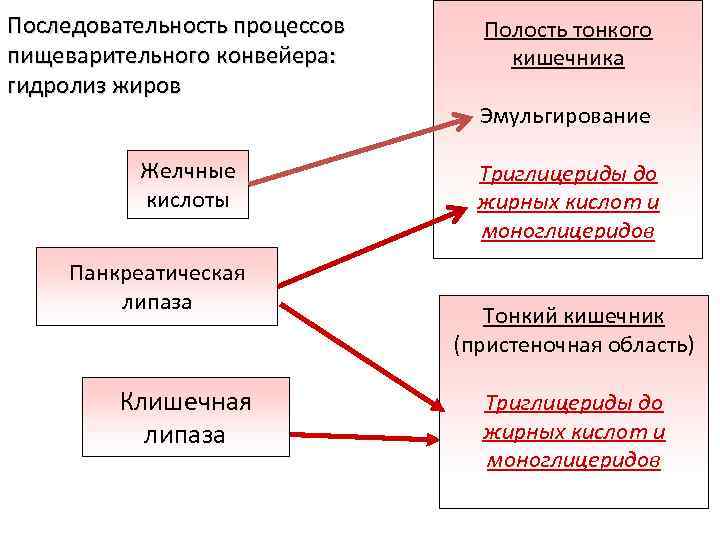 Последовательность процессов пищеварительного конвейера: гидролиз жиров Желчные кислоты Панкреатическая липаза Клишечная липаза Полость тонкого