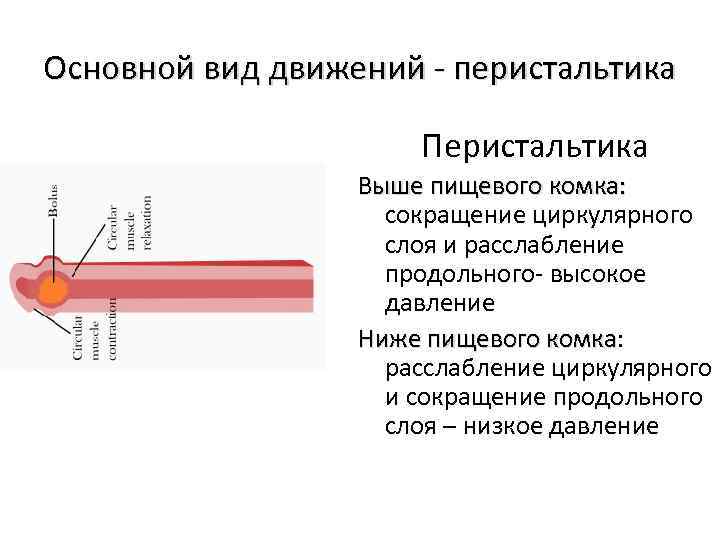 Основной вид движений - перистальтика Перистальтика Выше пищевого комка: сокращение циркулярного слоя и расслабление