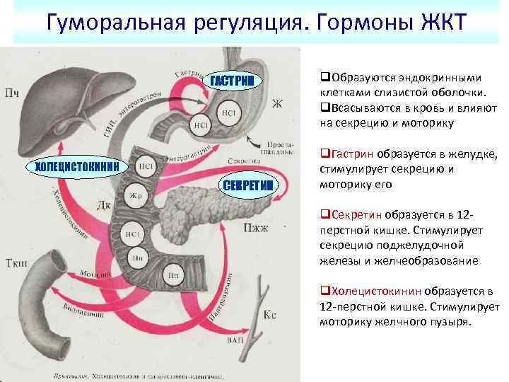 Гуморальная регуляция. Гормоны ЖКТ ГАСТРИН ХОЛЕЦИСТОКИНИН СЕКРЕТИН q. Образуются эндокринными клетками слизистой оболочки. q.