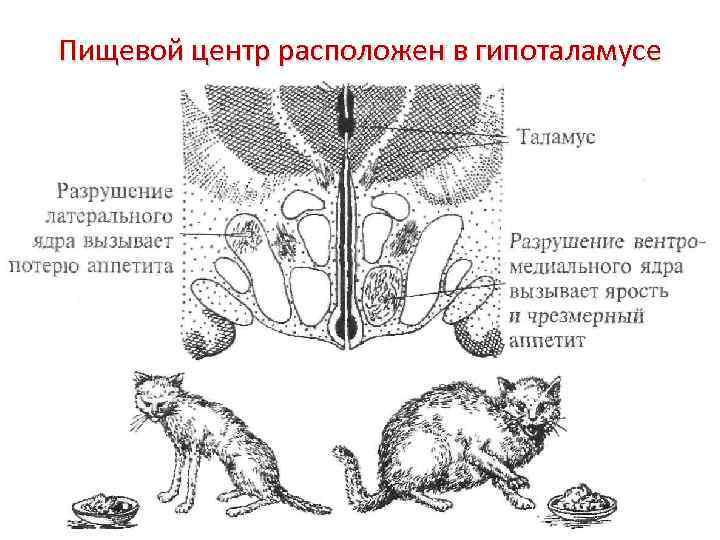 Пищевой центр расположен в гипоталамусе 