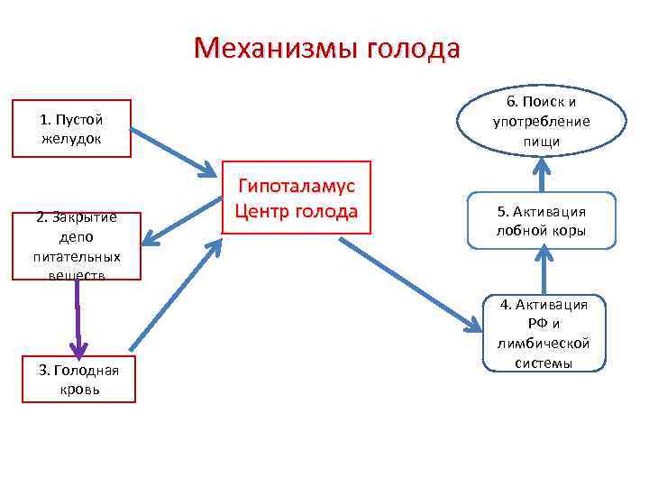 Механизмы голода 6. Поиск и употребление пищи 1. Пустой желудок 2. Закрытие депо питательных