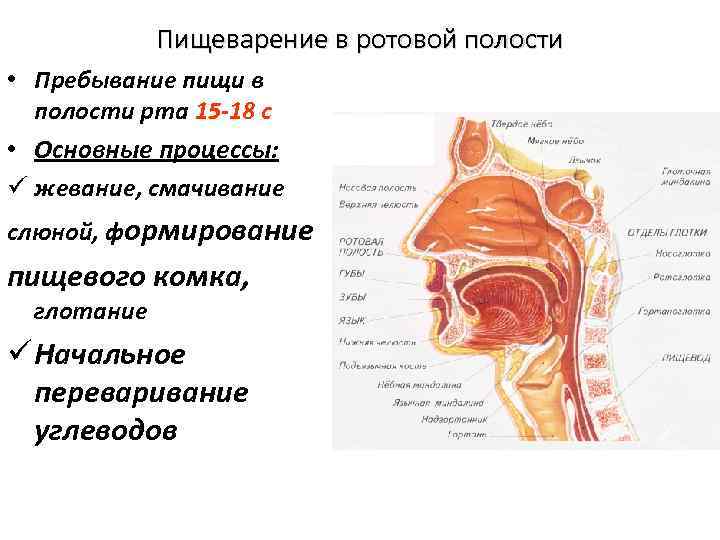 Пищеварение в ротовой полости • Пребывание пищи в полости рта 15 -18 с •