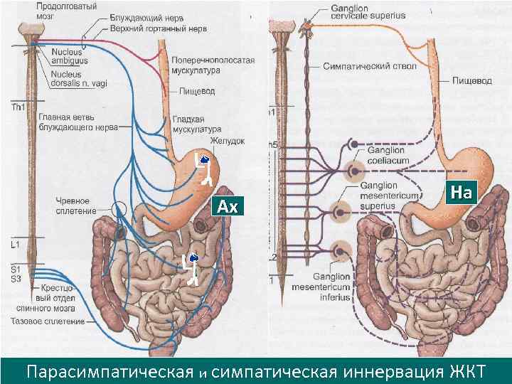 Иннервация прямой кишки. Иннервация желудка схема анатомия. Парасимпатическая иннервация желудочно кишечного тракта. Иннервация пищеварительной трубки анатомия. Схема вегетативной иннервации желудка.