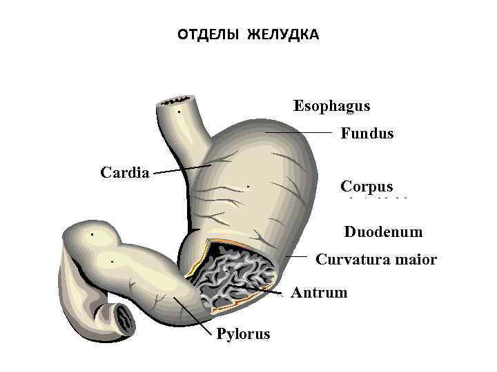 ОТДЕЛЫ ЖЕЛУДКА Esophagus Fundus Cardia Corpus Duodenum Curvatura maior Antrum Pylorus 