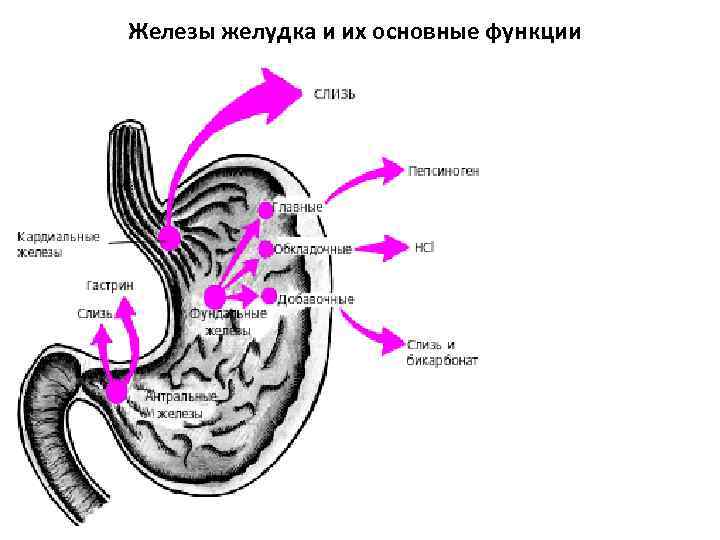 Желудок новорожденного