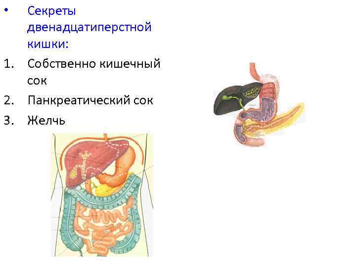 Секреты двенадцатиперстной кишки: 1. Собственно кишечный сок 2. Панкреатический сок 3. Желчь • 