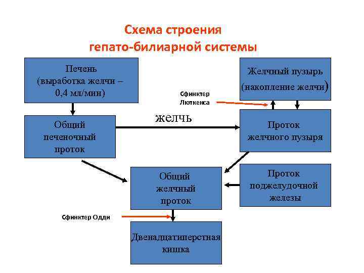 Схема строения гепато-билиарной системы Печень (выработка желчи – 0, 4 мл/мин) Общий печеночный проток