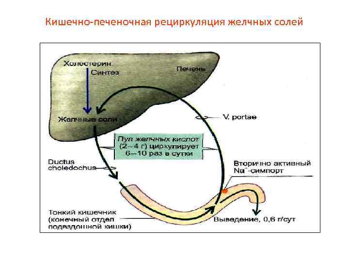 Кишечно-печеночная рециркуляция желчных солей 