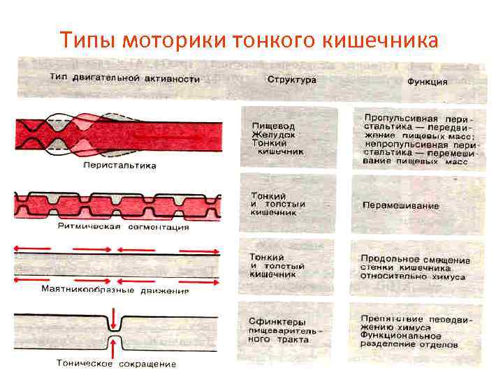 Типы моторики тонкого кишечника 