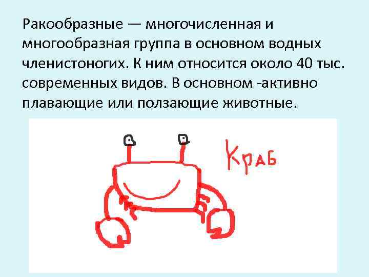 Ракообразные — многочисленная и многообразная группа в основном водных членистоногих. К ним относится около