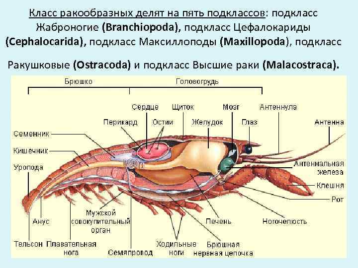 Класс ракообразных делят на пять подклассов: подкласс Жаброногие (Branchiopoda), подкласс Цефалокариды (Cephalocarida), подкласс Максиллоподы