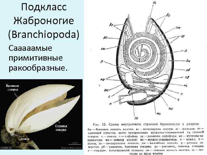 Подкласс Жаброногие (Branchiopoda) Сааааамые примитивные ракообразные. 