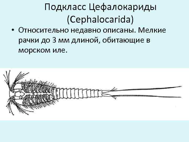 Подкласс Цефалокариды (Cephalocarida) • Относительно недавно описаны. Мелкие рачки до 3 мм длиной, обитающие