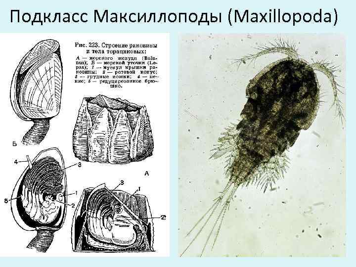 Подкласс Максиллоподы (Maxillopoda) 