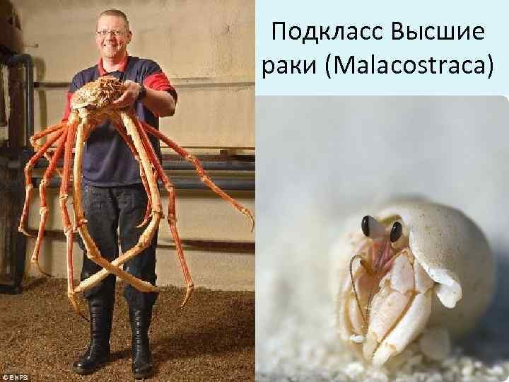 Подкласс Высшие раки (Malacostraca) 