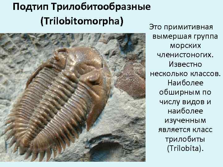 К какому классу членистоногих относится представленное на фотографии животное