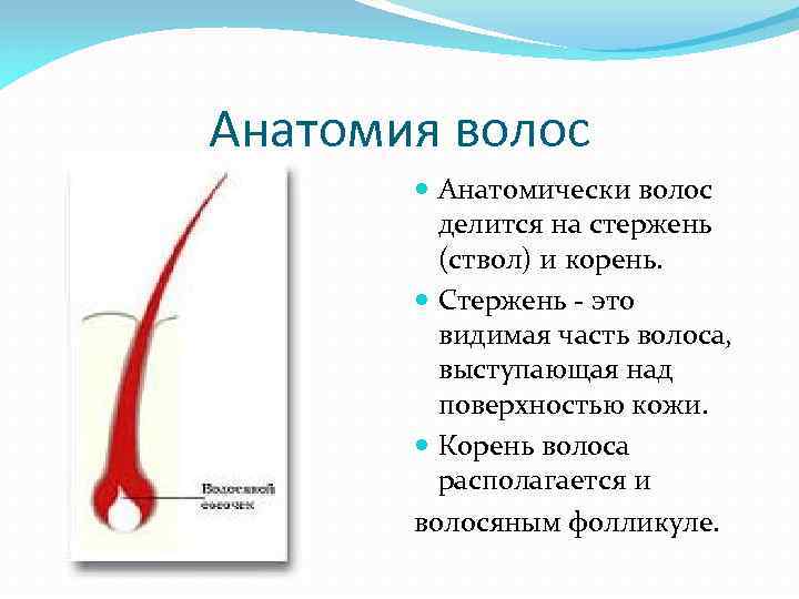 Анатомия волос Анатомически волос делится на стержень (ствол) и корень. Стержень - это видимая