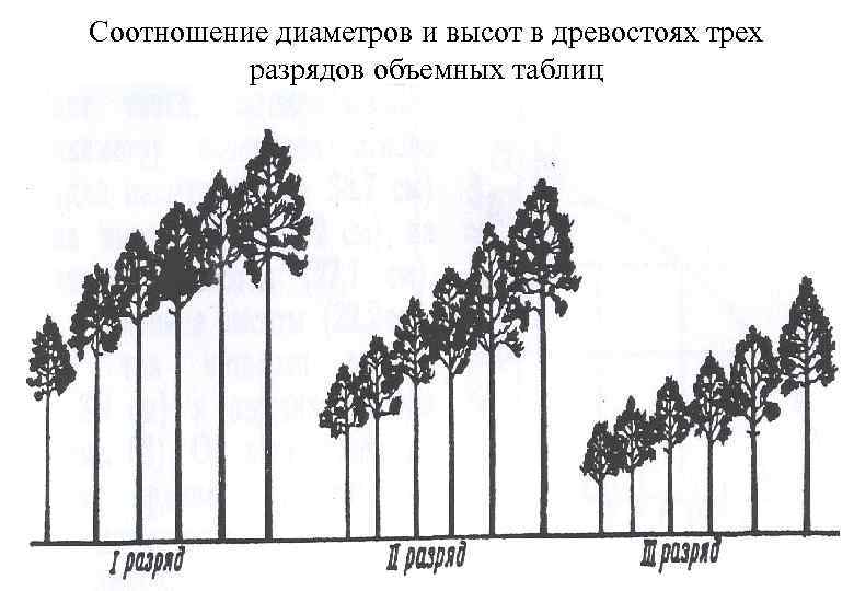 Высота ствола дерева