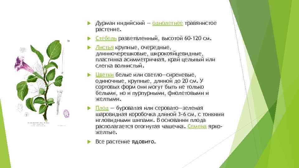  Дурман индийский — однолетнее травянистое растение. Стебель разветвленный, высотой 60 -120 см. Листья