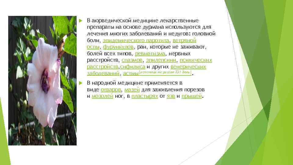  В аюрведической медицине лекарственные препараты на основе дурмана используются для лечения многих заболеваний