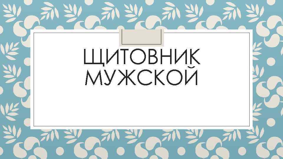 ЩИТОВНИК МУЖСКОЙ 