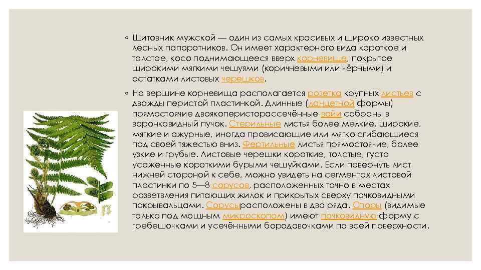 ◦ Щитовник мужской — один из самых красивых и широко известных лесных папоротников. Он