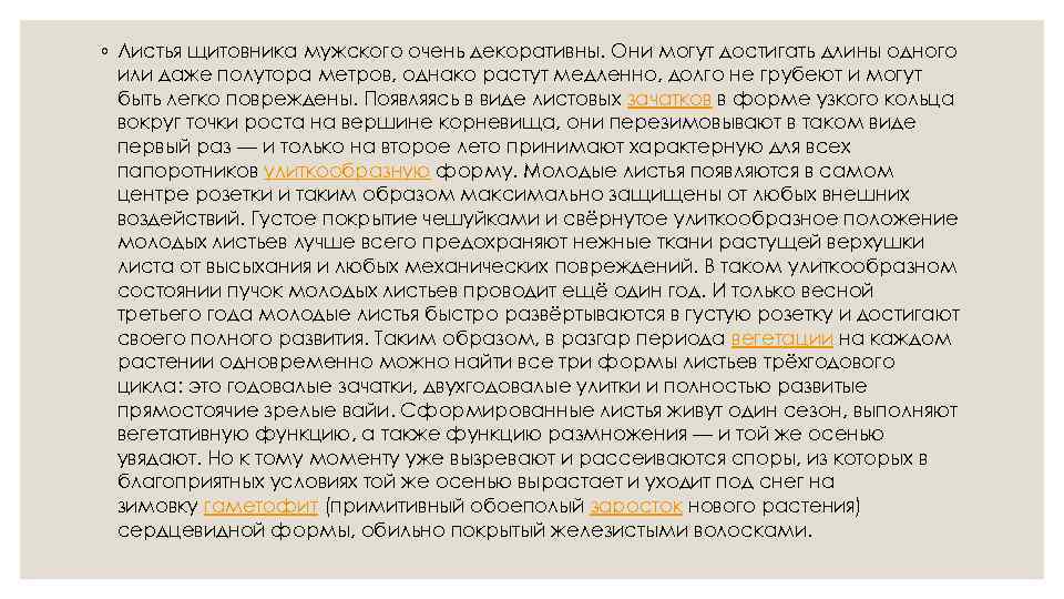 ◦ Листья щитовника мужского очень декоративны. Они могут достигать длины одного или даже полутора