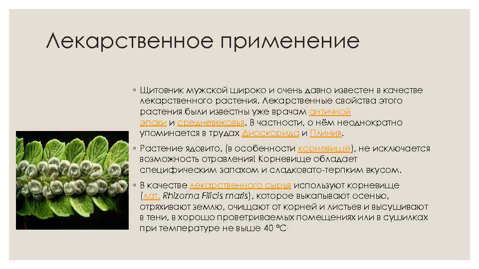 Лекарственное применение ◦ Щитовник мужской широко и очень давно известен в качестве лекарственного растения.