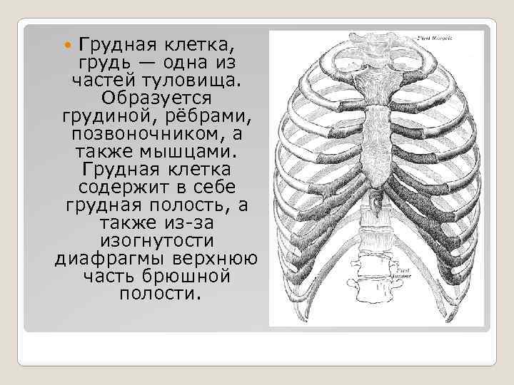 Грудная клетка, грудь — одна из частей туловища. Образуется грудиной, рёбрами, позвоночником, а также