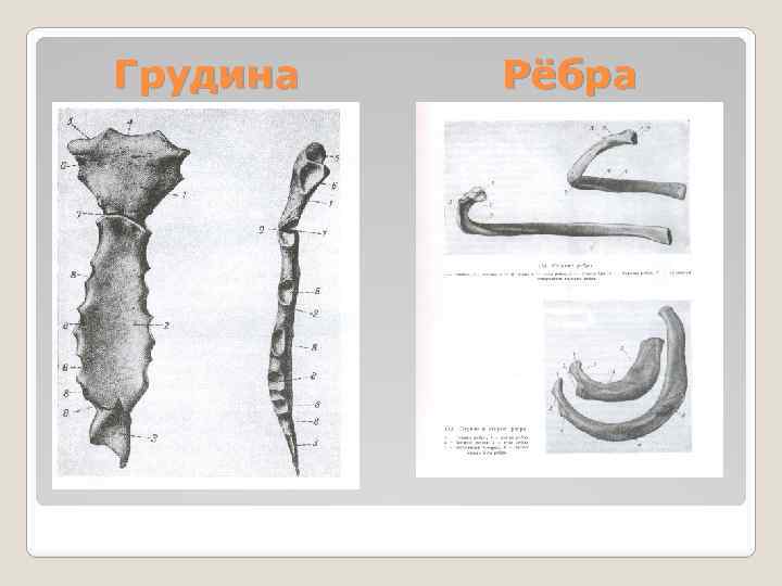 Грудина Рёбра 