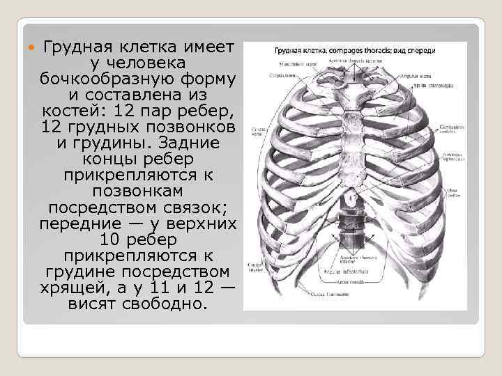 Грудная клетка имеет форму