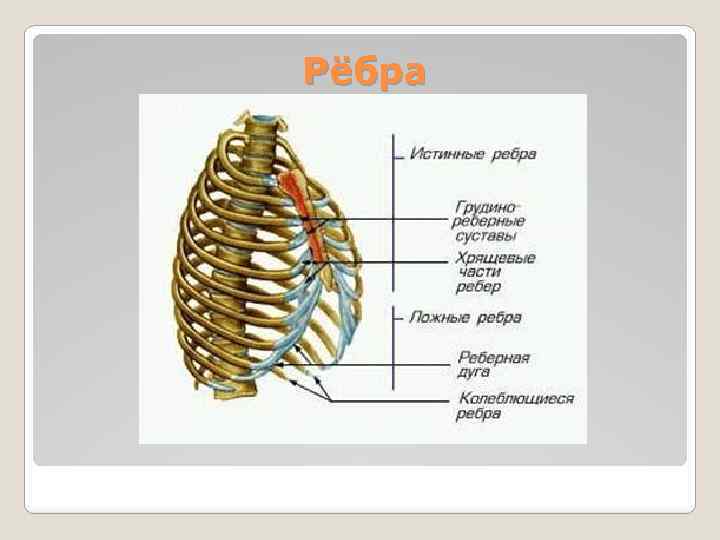 Рёбра 