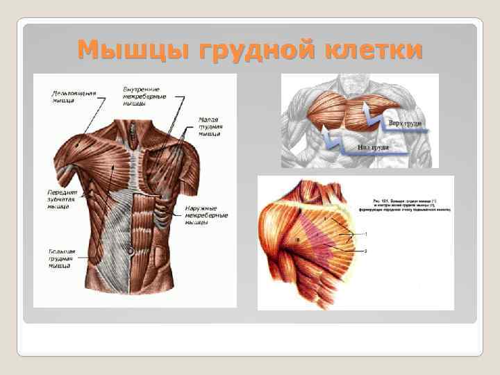 Мышцы грудной клетки. Строение мышц грудной клетки. Схема мышц грудной клетки. Мышцы грудной клетки анатомия.